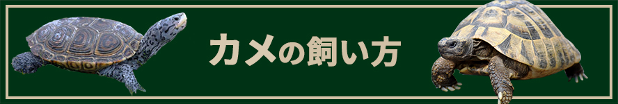 カメの飼い方